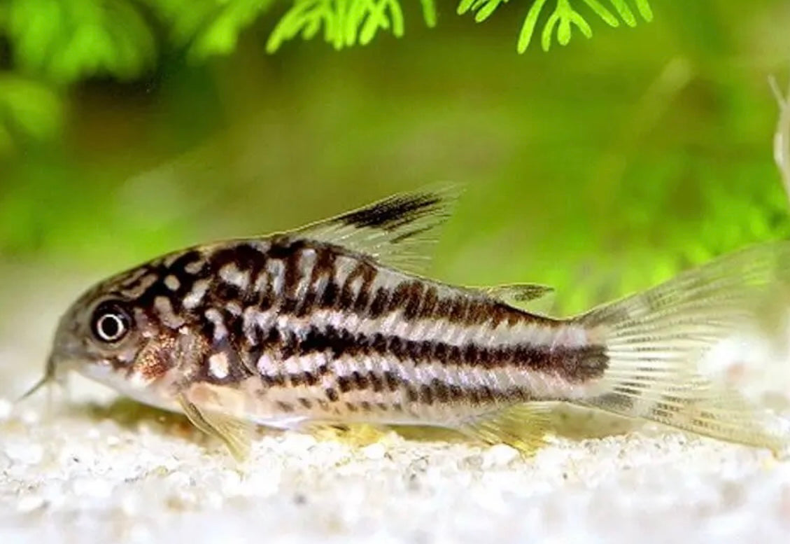 Dwarf corydora - Gastrodermus nanus 2.5cm GROUP OF SIX
