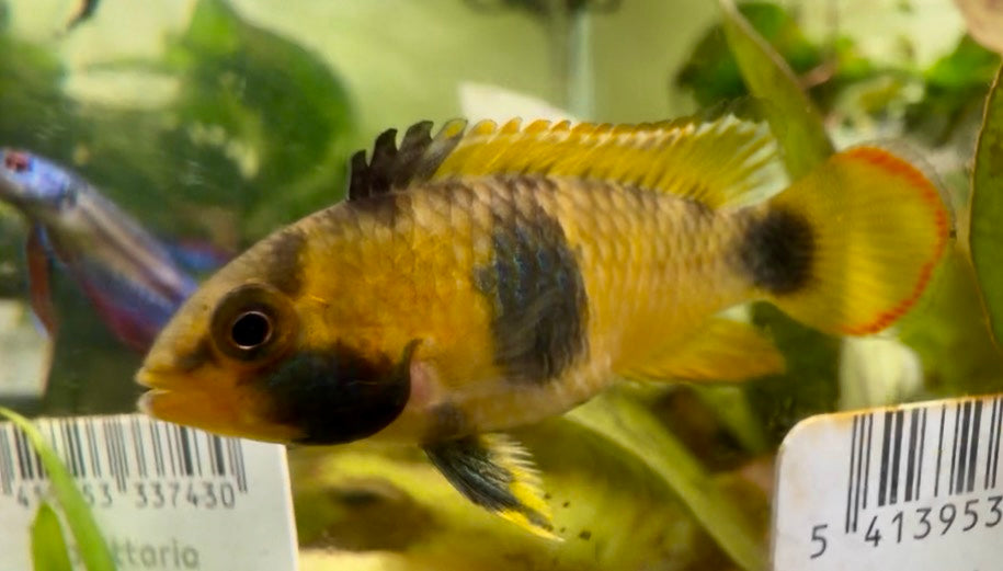 Apistogramma nijssensi 3cm male and female pair