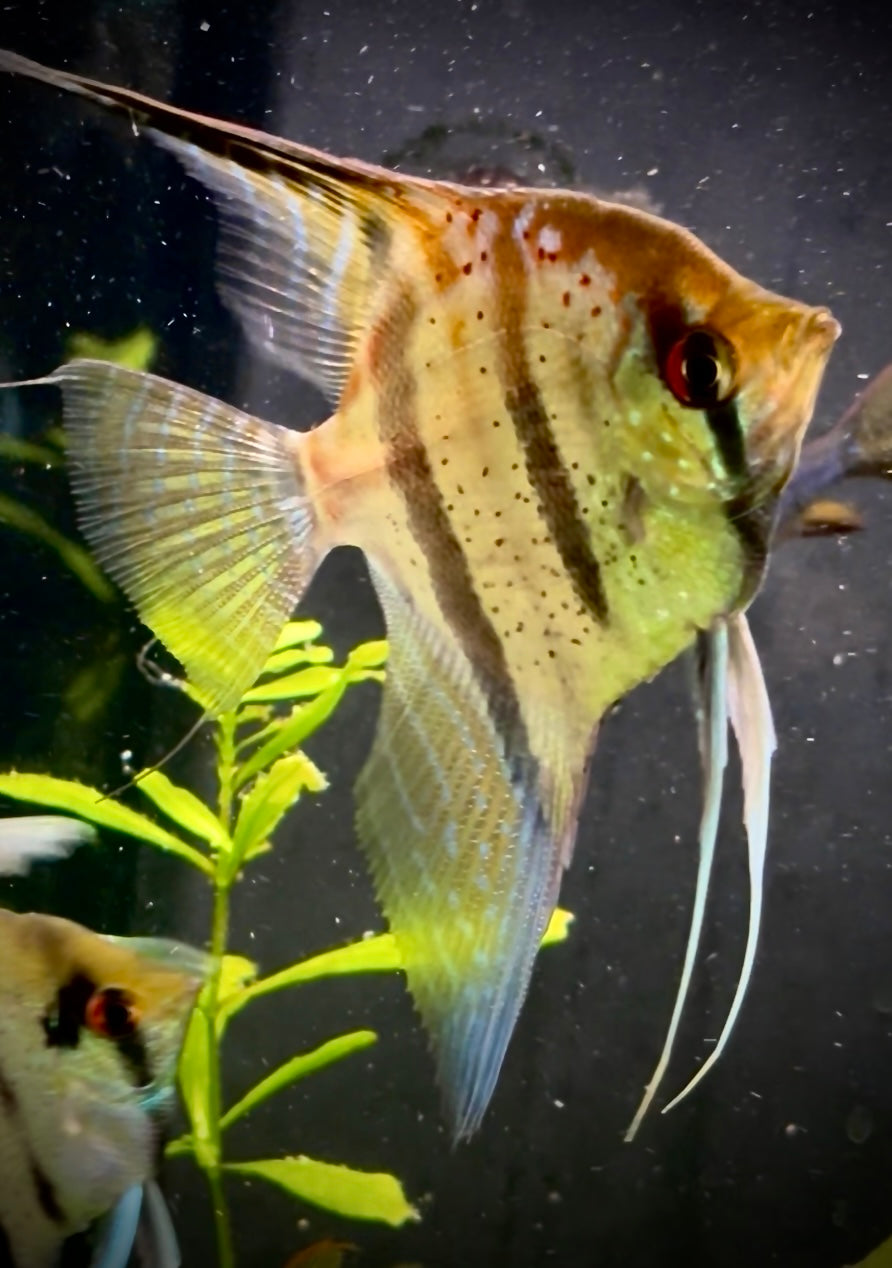 Santa Isabel angelfish 6cm