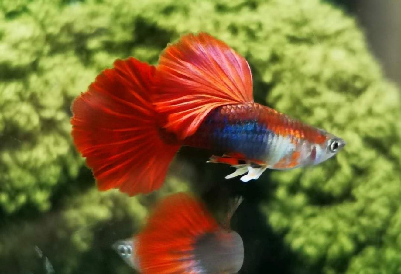 Rosetail HB guppy pair