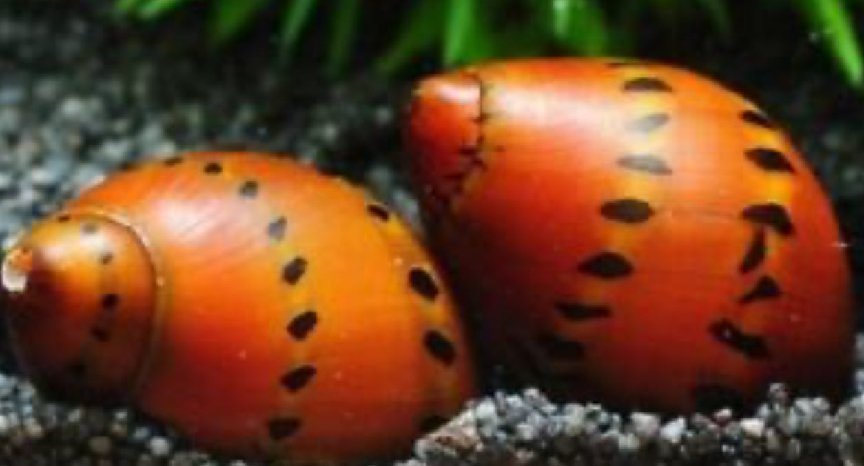Orange spotted nerite snail