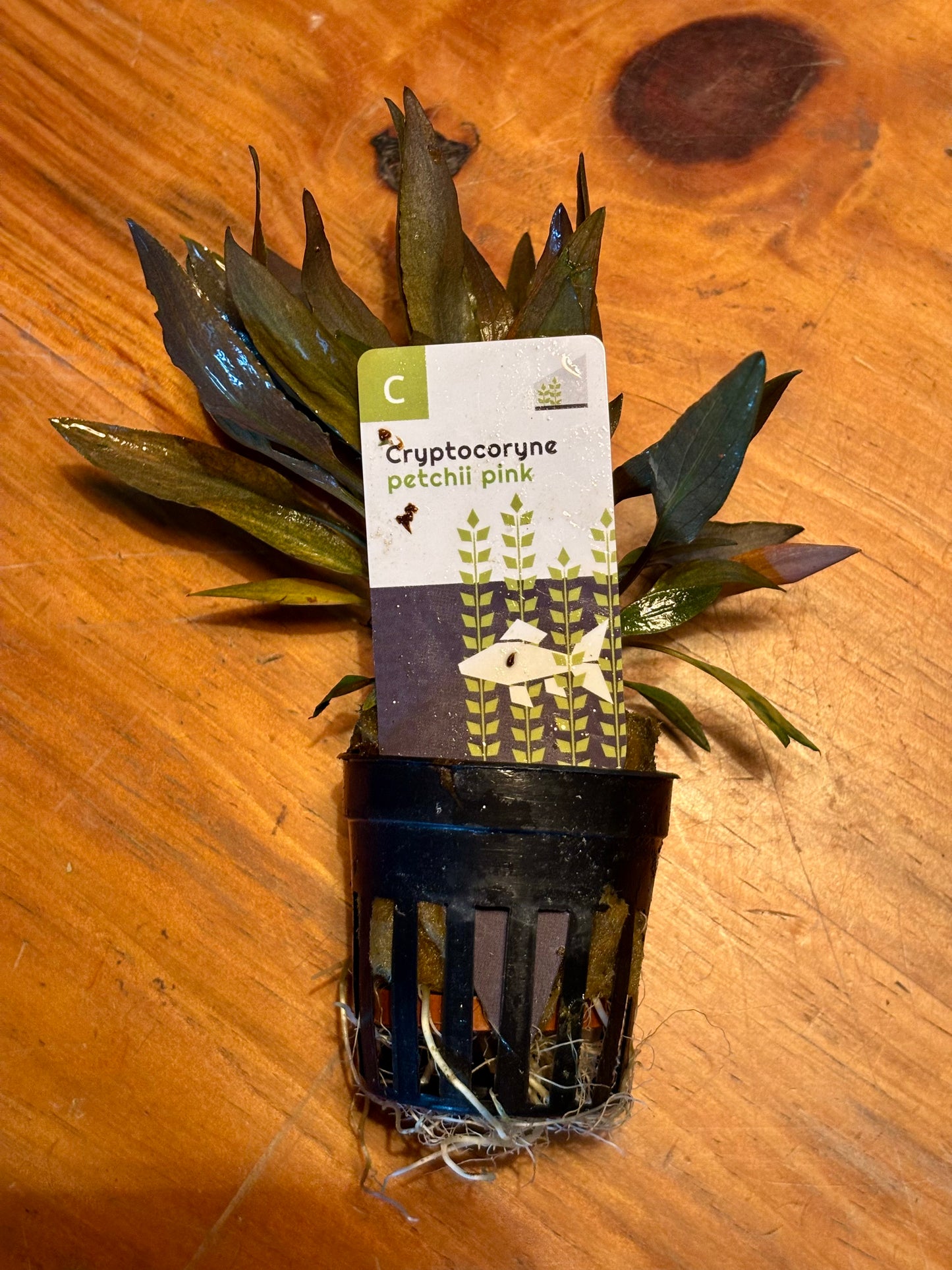 Cryptocoryne petchii pink potted