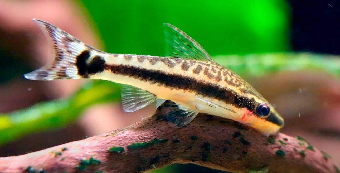Ottocinclus affinis - dwarf suckermouth catfish 3-3.5cm