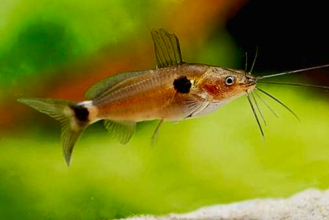 Mystus bimaculatus - two spot catfish 5cm