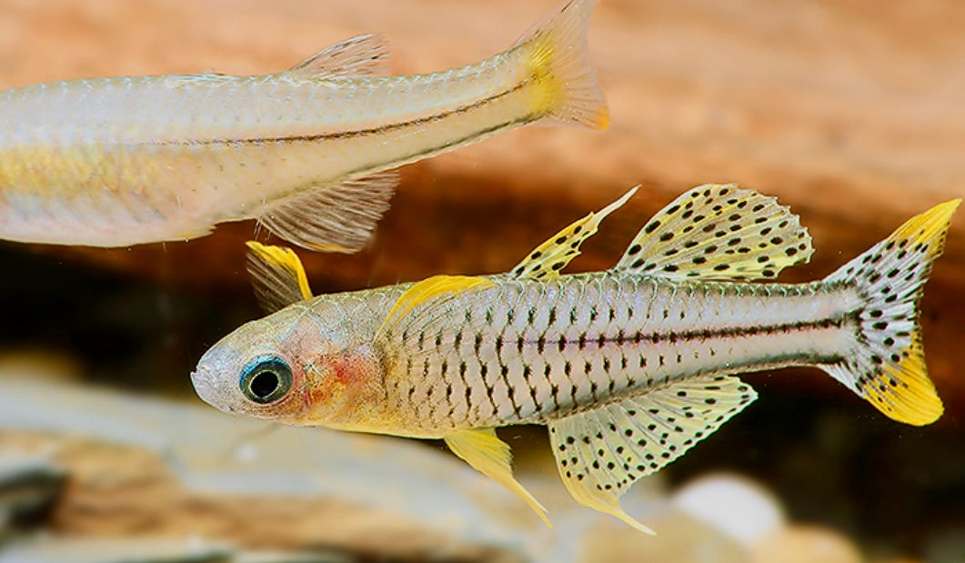 Spotted blue eye rainbowfish - Pseudomugli gertrudae aru II 2.5cm