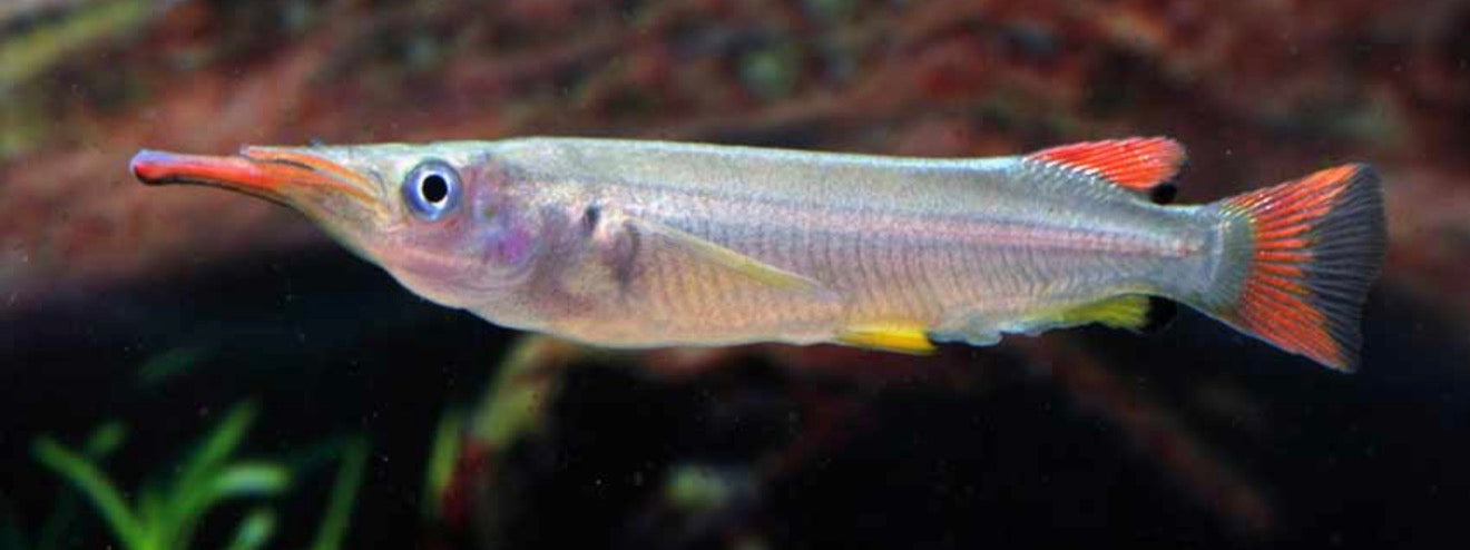 Celebes halfbeak - Nomorhamhus liemi 5-6cm