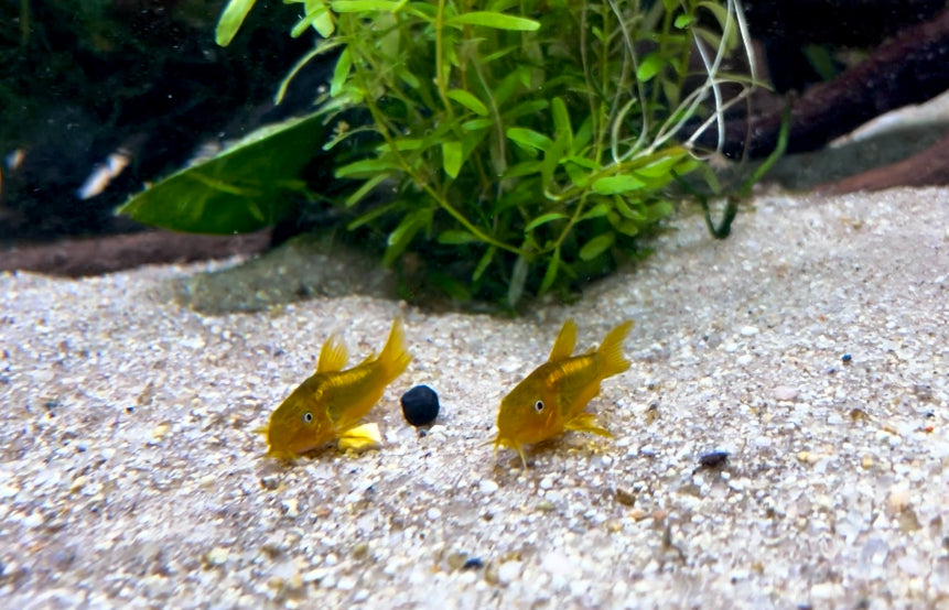 Gold laser corydora - Osteogaster CW010