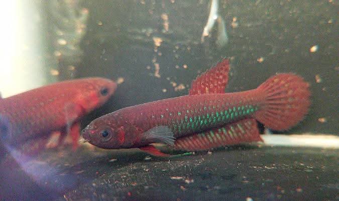 Betta Hendra Red VERY RARE male and female pair