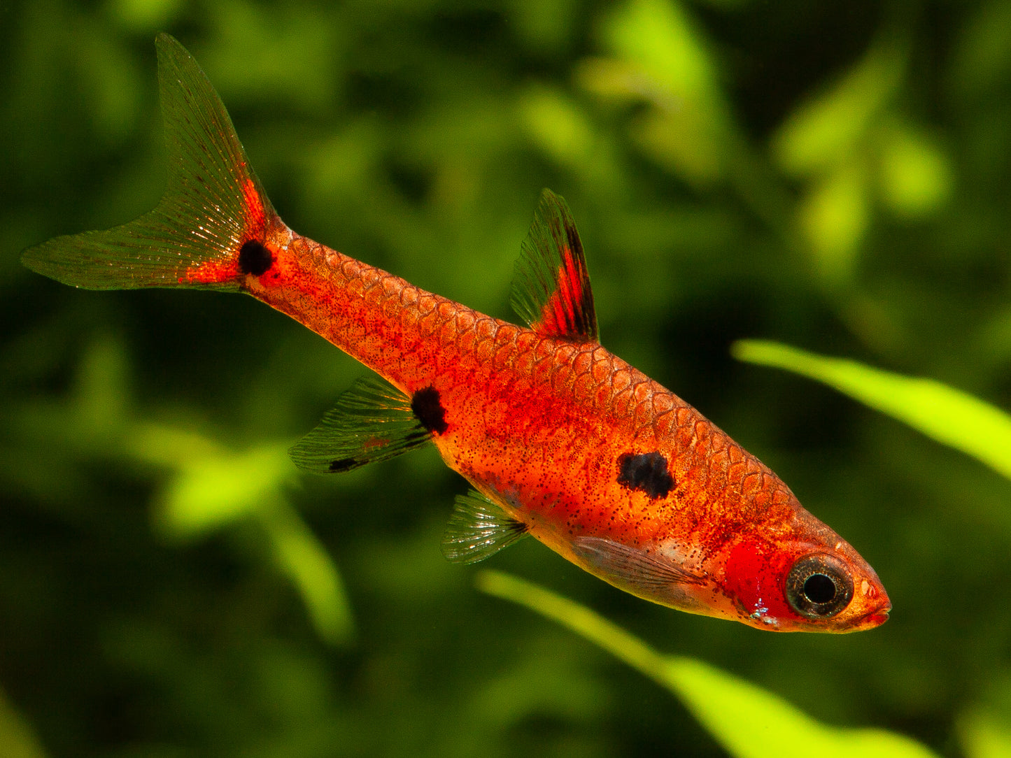 Dwarf spotted Rasbora - boraras maculata 2cm