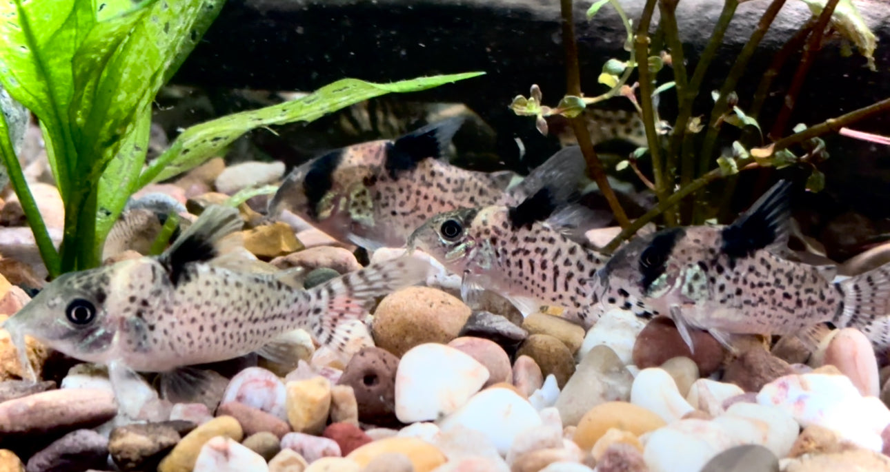 Blackfin Corydoras - Hoplisoma Leucomelas