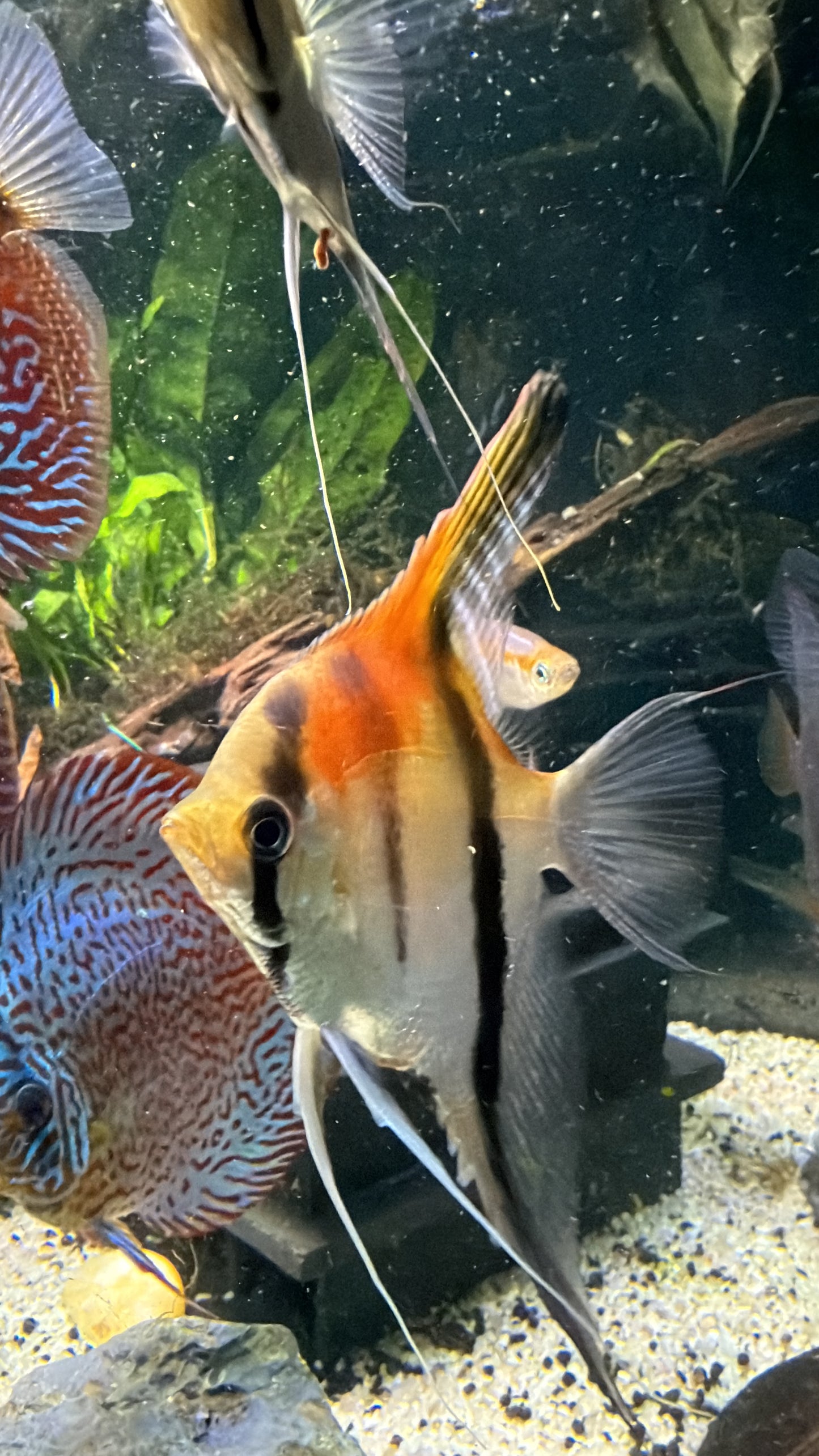 Manacapuru red back angelfish 7cm