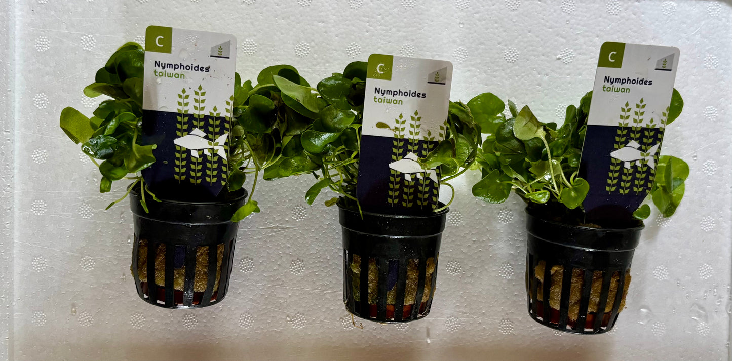 Nymphoides taiwan potted