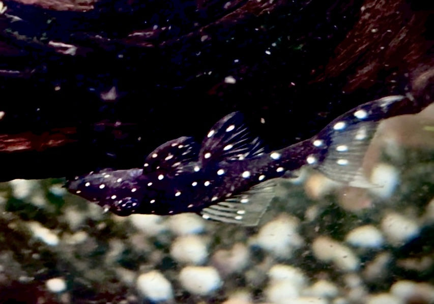 L107 brilliant ancistrus 5-6cm