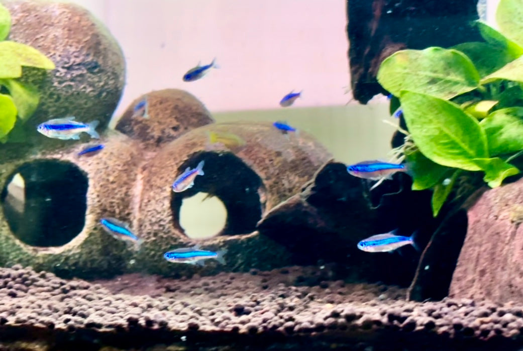 Green neon tetra - Paracheirodon simulans 1.5-2cm