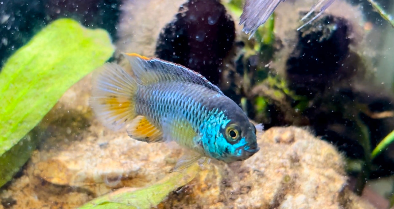 Golden eye cichlid breeding pair - nannacara anomala breeding pair4-5cm