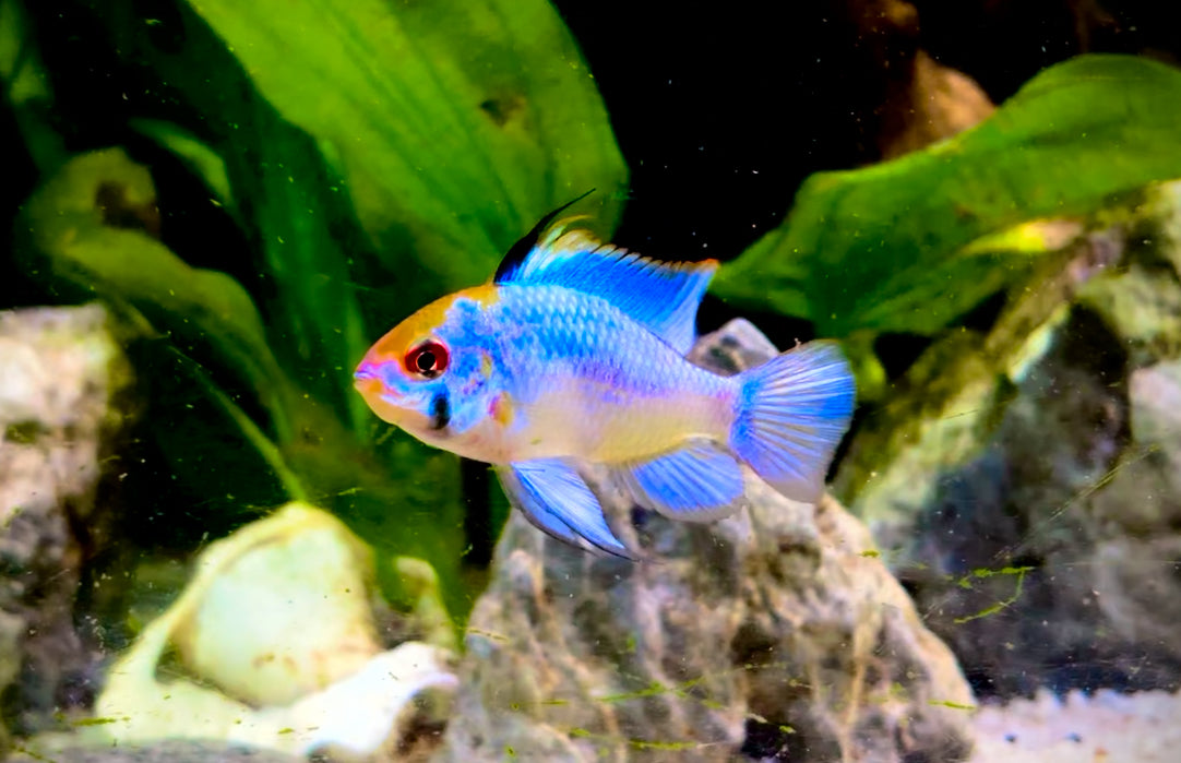 Electric blue ram - Mikrogeophagus ramirezi var. electric blue