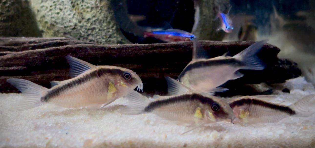 Skunk Corydoras - Hoplisoma granti 4cm group of nine