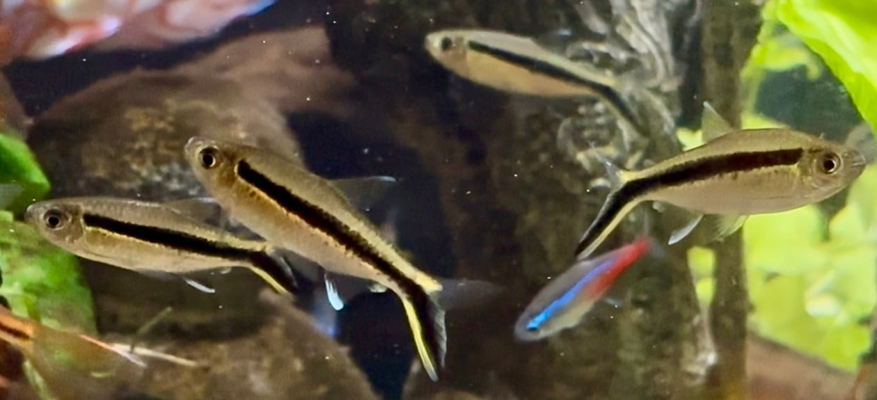 Bohikes penguin tetra - Thayeria boehikei 4-5cm