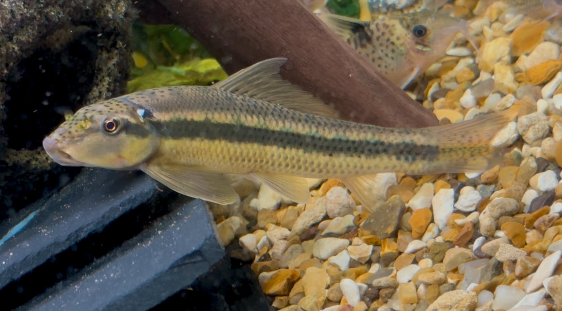 Chinese algae eater - Gyrinocheilus aymonieri