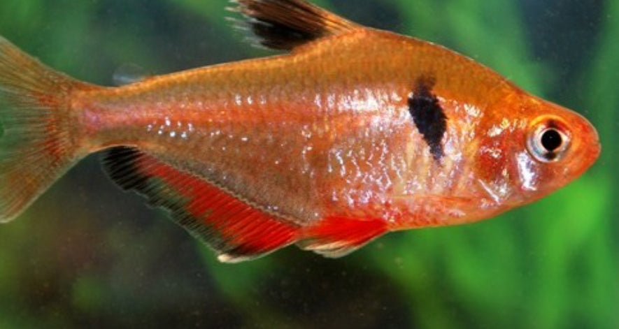 Serpae tetra - Megalamphodus eques 3.5cm
