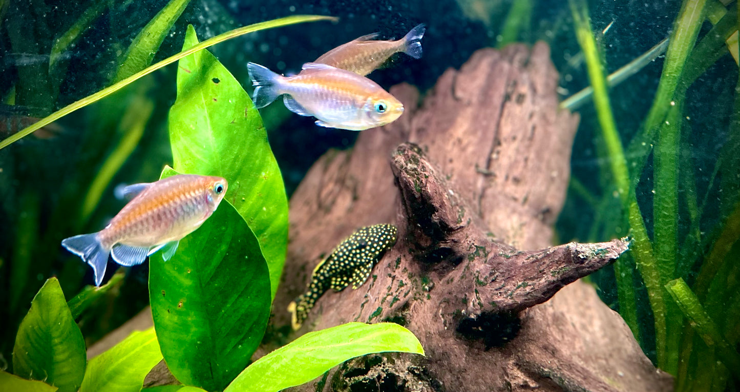 L018 gold nugget pleco WILD 6-8CM