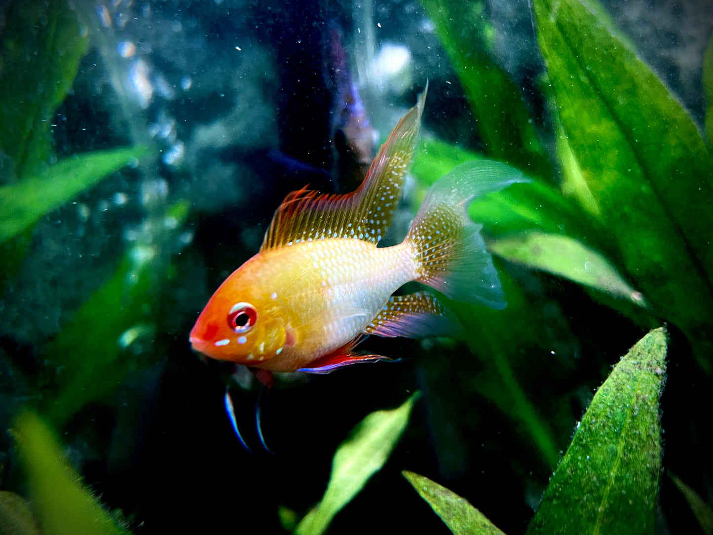 Gold long fin ram pair - Mikrogeophagus ramirezi var. gold long fin pair