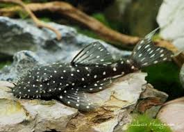 L107 brilliant ancistrus 4-5cm