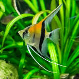 Manacapuru red back angelfish 5-6cm