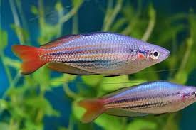 Western rainbow fish - Melanotenia australis super red 5cm