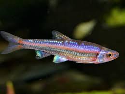 Rainbow shiner - Hydrophlox chrosomus