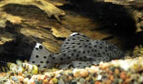 L264 sultan pleco 3-4cm