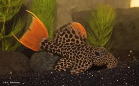 L114 scarlet cactus pleco 5cm