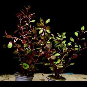Ludwigia mini super red potted