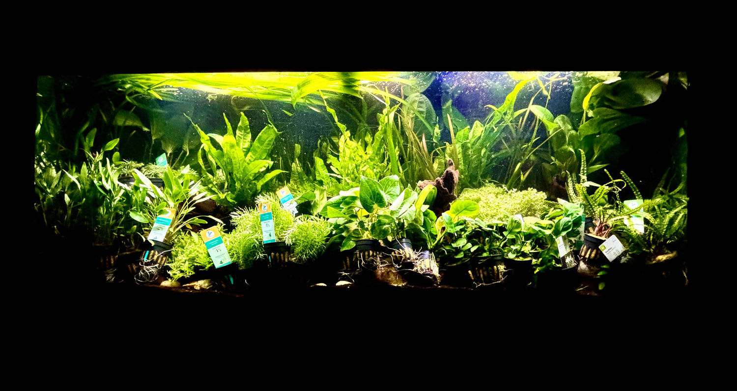 Live plants