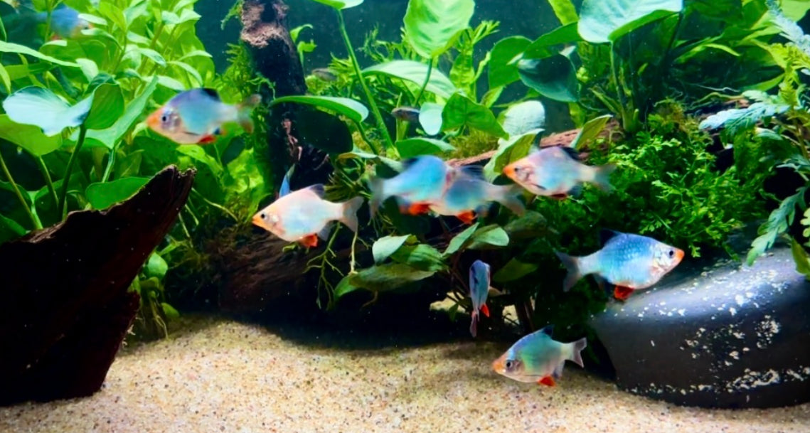 Cyprinids