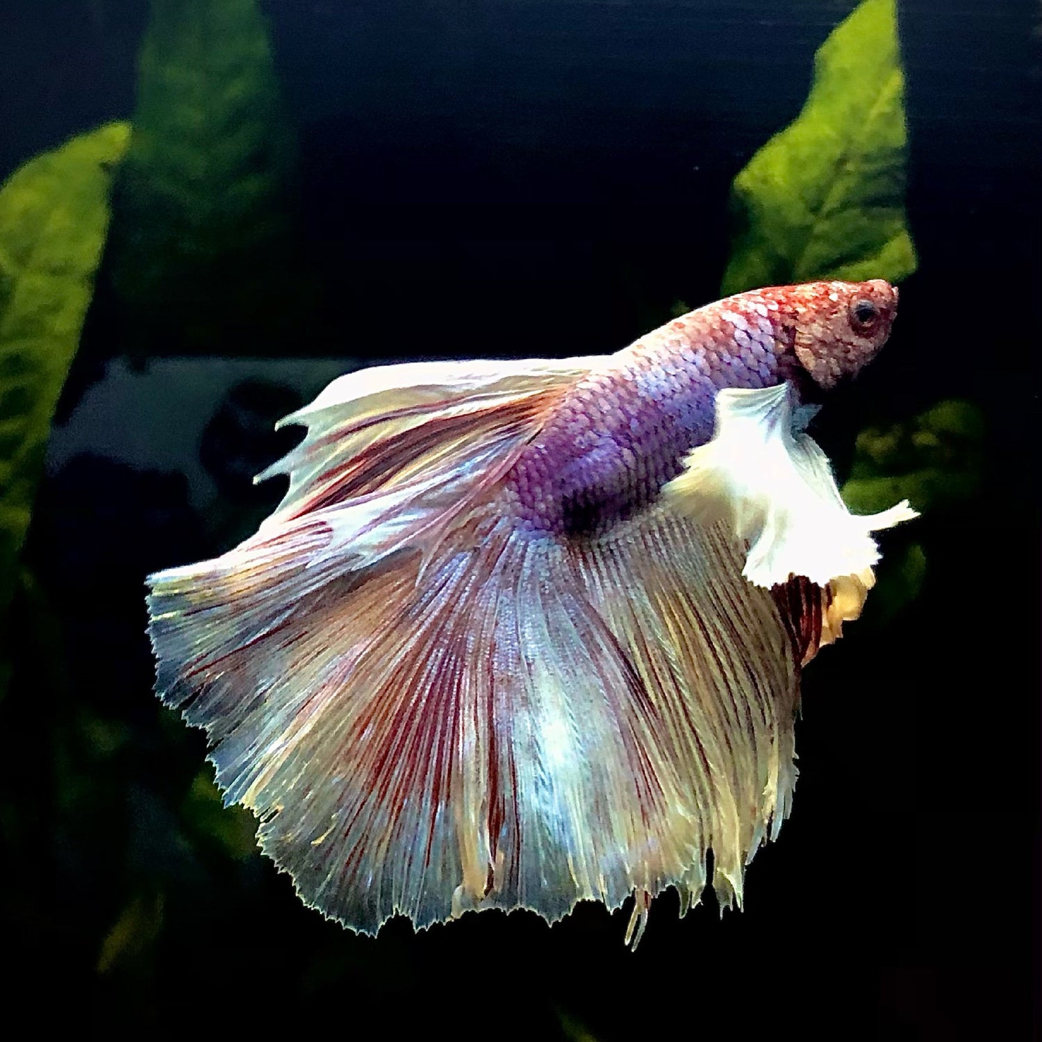 Labyrinth fish