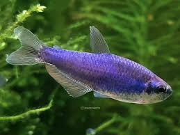 Kerri super blue tetra - Inpaichthys kerri super blue 2-2.5cm