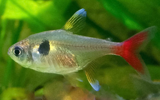 Yellow phantom tetra - Hyphessobrycon roseus 2.5-3cm