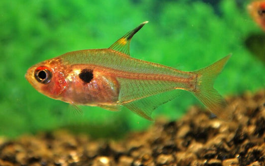 Red phantom tetra - Megalamphodus sweglesi 2cm