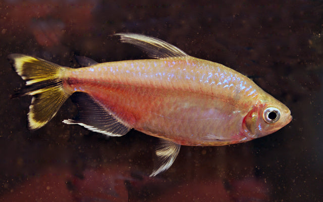 Yellow-tailed Congo tetra - Alestopetersius caudalis
