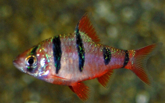Five-banded barb - Pentazona desmopuntius 4cm
