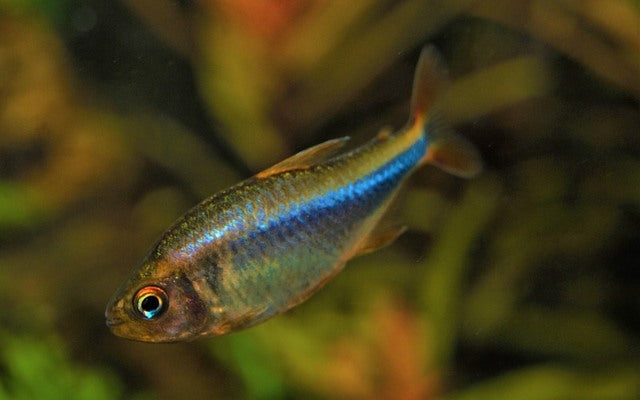 Blueberry tetra - Hyphessobrycon wadai 3cm