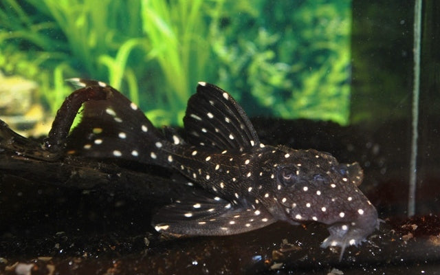 L240 galaxy plec-  vampire pleco 8-9cm