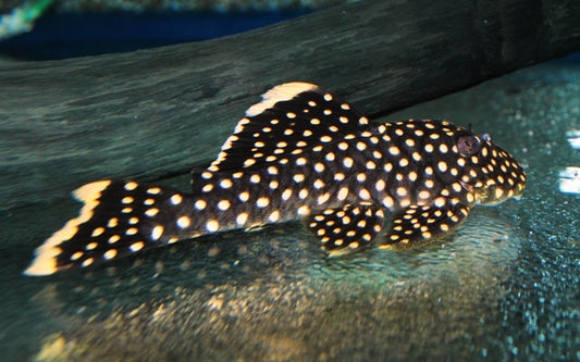 L018 gold nugget pleco WILD 6-8CM