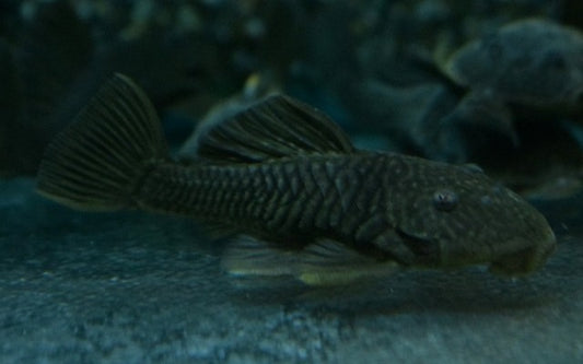Gold rubber pleco - Parancistrus Aurantiacus