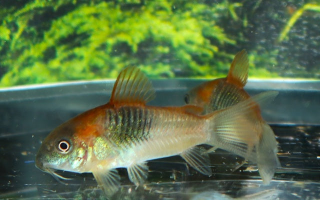 Orange Venezuelan Corydoras - Osteogaster Venezuelanus