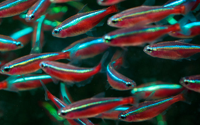 Cardinal tetra - Paracheirodon axelrodi 2.5cm