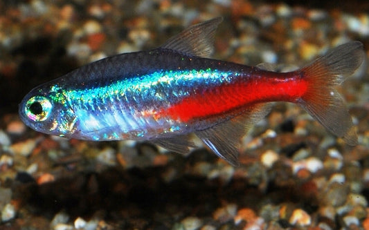 Neon tetra - Paracheirodon innesi 3cm