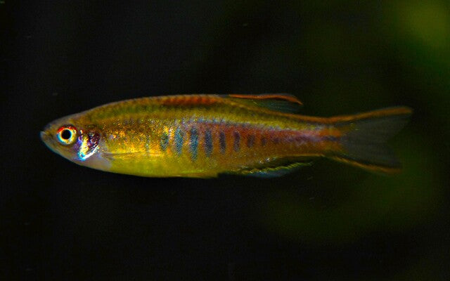 Glowlight danio - devario choprae 2-3cm