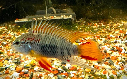 Apistogramma D33 pair 4cm